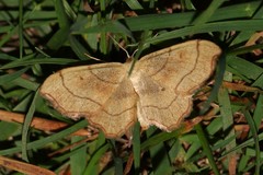 Idaea emarginata