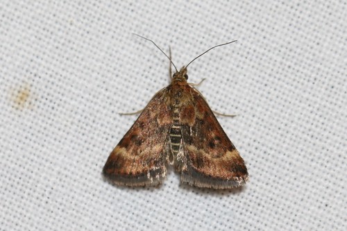 Straw-barred Pearl, Ede, Nederland, photo 10 of 10