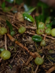Bulbophyllum exiguum
