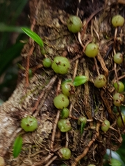 Bulbophyllum exiguum