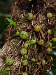 Bulbophyllum exiguum