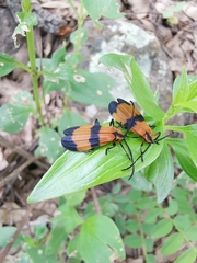 Calopteron reticulatum