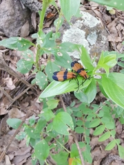 Calopteron reticulatum