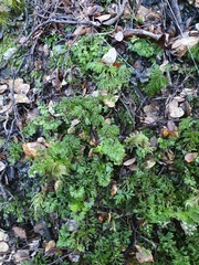 Hymenophyllum cupressiforme