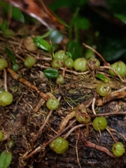 Bulbophyllum exiguum