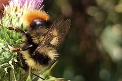 Bombus sichelii