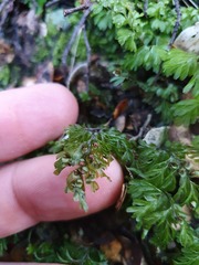 Hymenophyllum cupressiforme