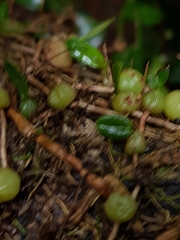 Bulbophyllum exiguum