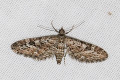 Eupithecia nanata