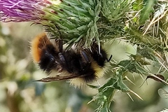 Bombus sichelii