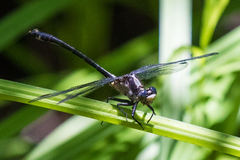 Octogomphus specularis