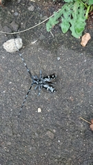 Anoplophora chinensis