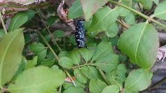 Anoplophora chinensis