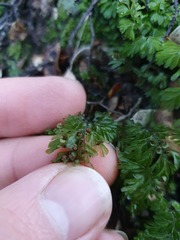 Hymenophyllum cupressiforme