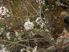Leucopogon glacialis