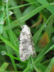 Bryophila domestica