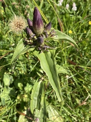 Gentiana pannonica