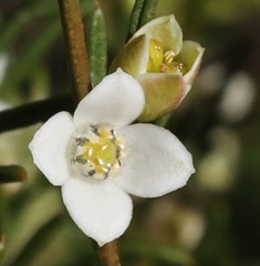 Cyanothamnus ramosus anethifolia