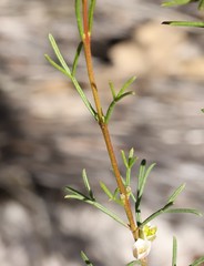 Cyanothamnus ramosus anethifolia