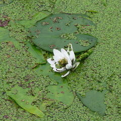 Nymphaea alba