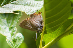 Satyrium californica