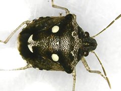 Eysarcoris guttigerus