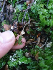 Hymenophyllum cupressiforme