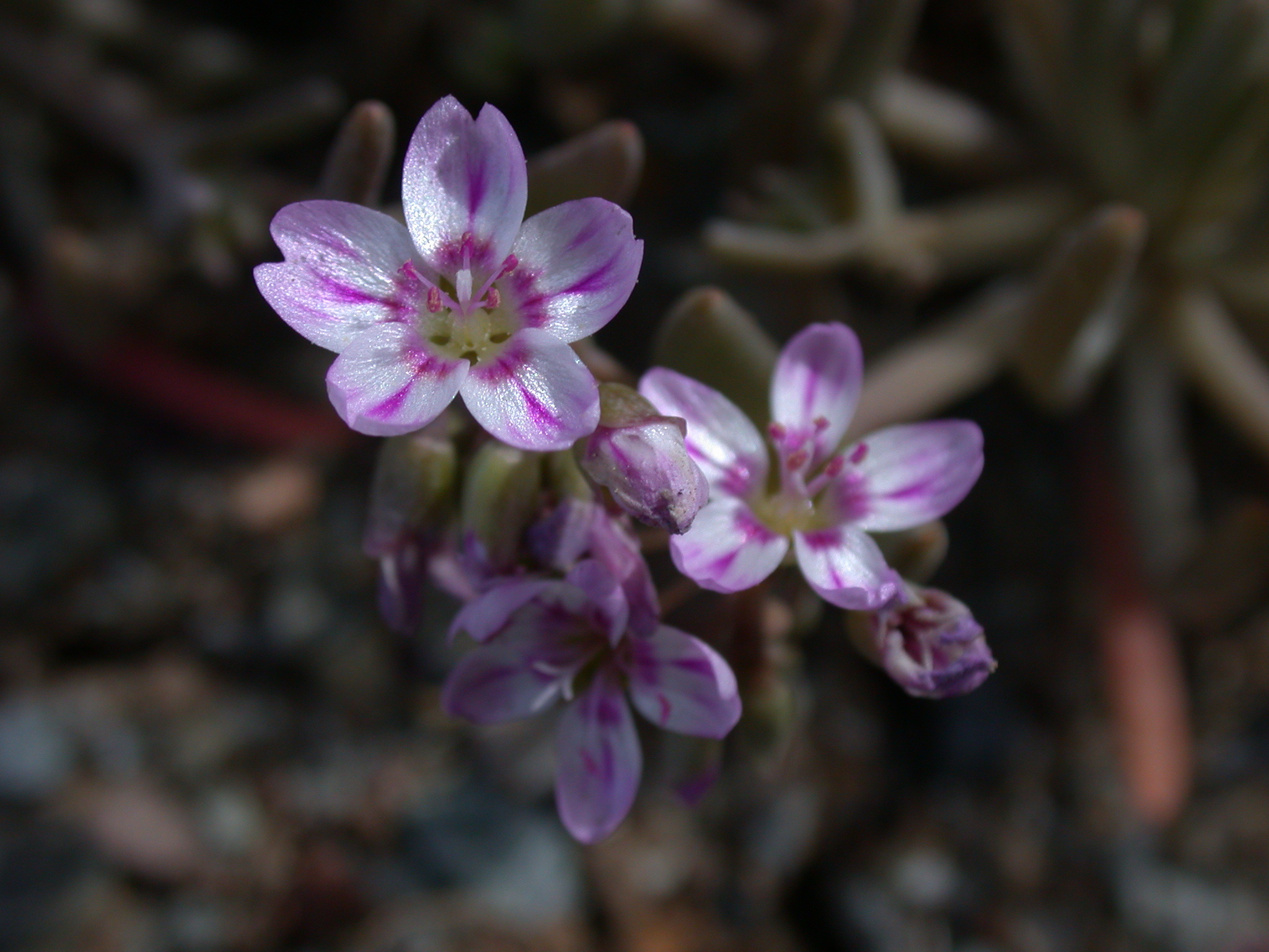 Claytonia gypsophiloides