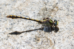 Ophiogomphus bison