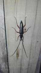 Disteniinae