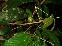 Phobaeticus