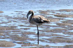 Phoenicopterus roseus