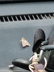 Apamea monoglypha