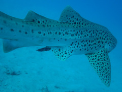 Stibarobdella macrothela