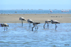 Phoenicopterus roseus