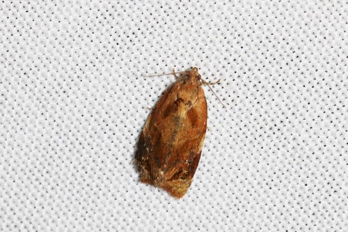 Red-barred Tortrix, Ede, Nederland, photo 7 of 10