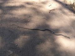 Masticophis lateralis lateralis