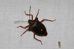 Pentatoma rufipes