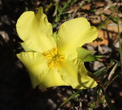 Hibbertia huegelii