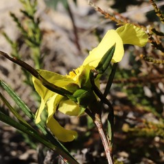 Hibbertia huegelii