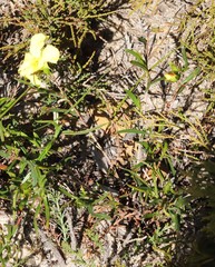 Hibbertia huegelii