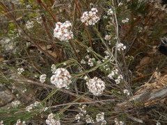 Leucopogon glacialis