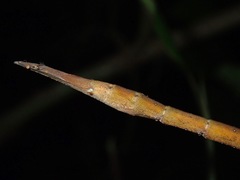 Phobaeticus
