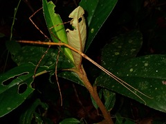 Phobaeticus
