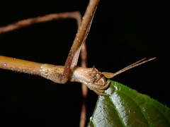Phobaeticus