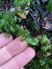 Hymenophyllum cupressiforme