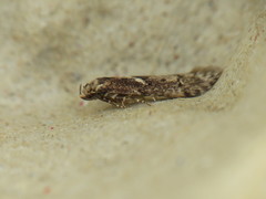 Blastobasis adustella