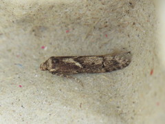 Blastobasis adustella