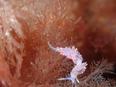 Facelina auriculata