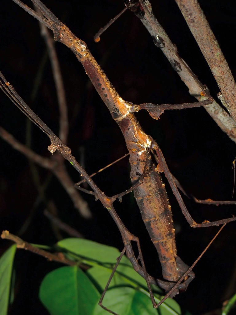 Stheneboea tuberculata